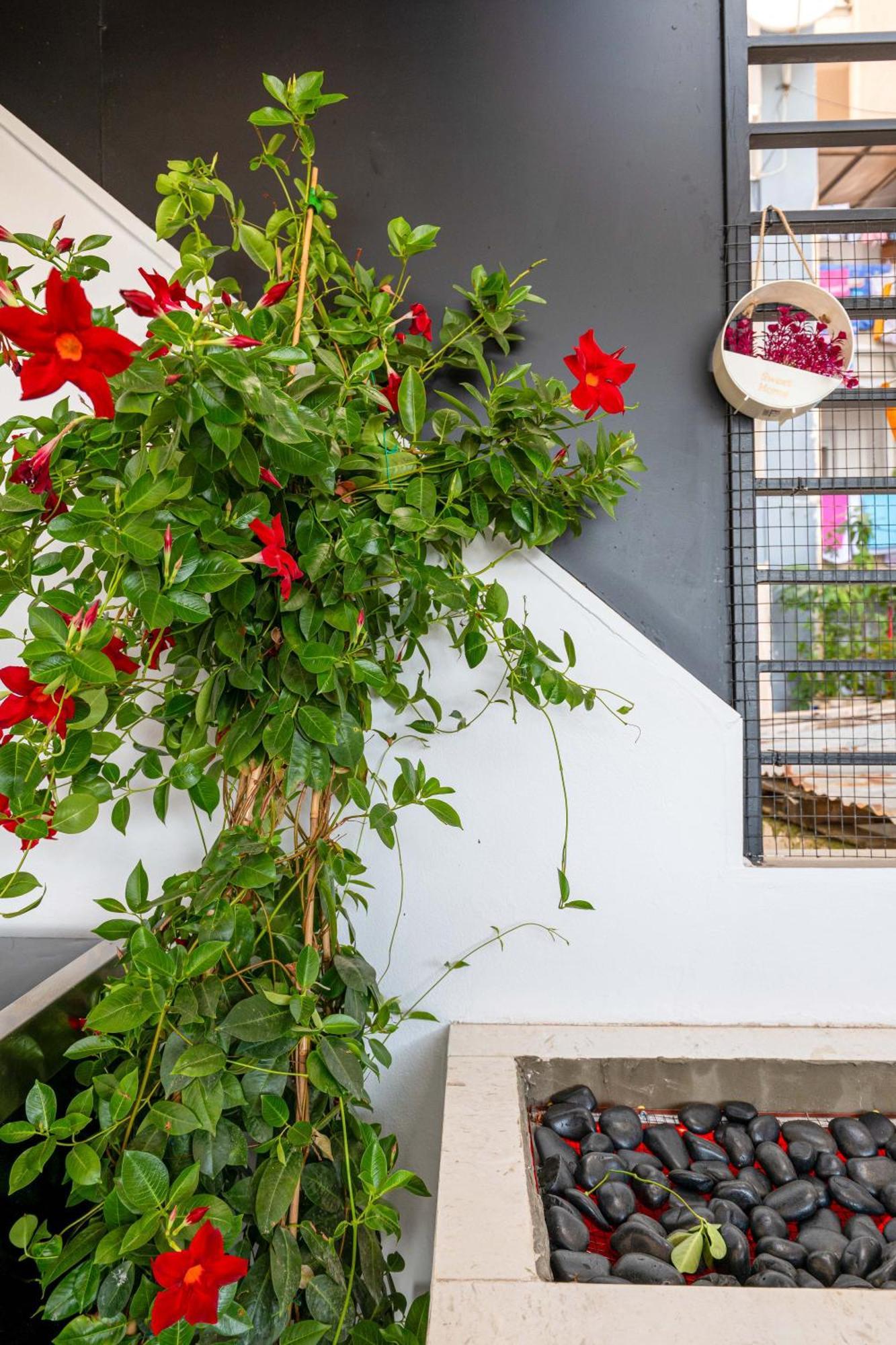 סרנדה Mato Luxury Apartments מראה חיצוני תמונה